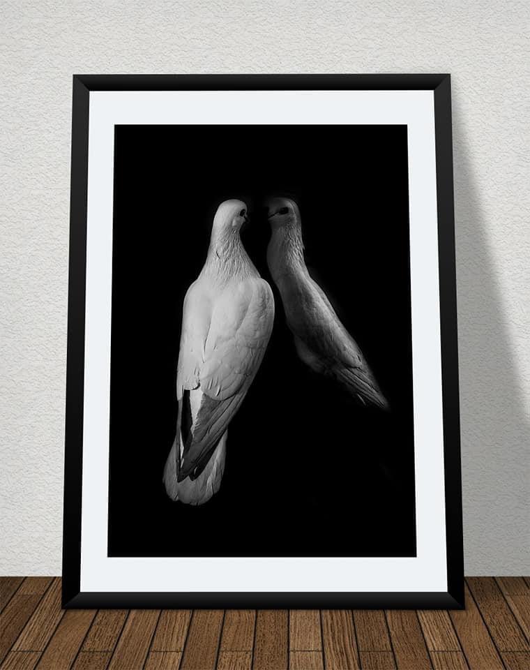 Doves — Framed Print